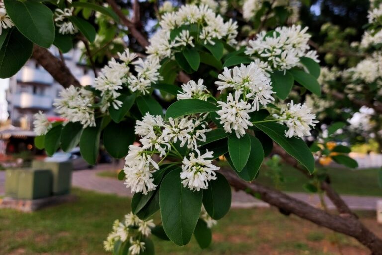 Seven sons tree (Heptacodium miconioides)