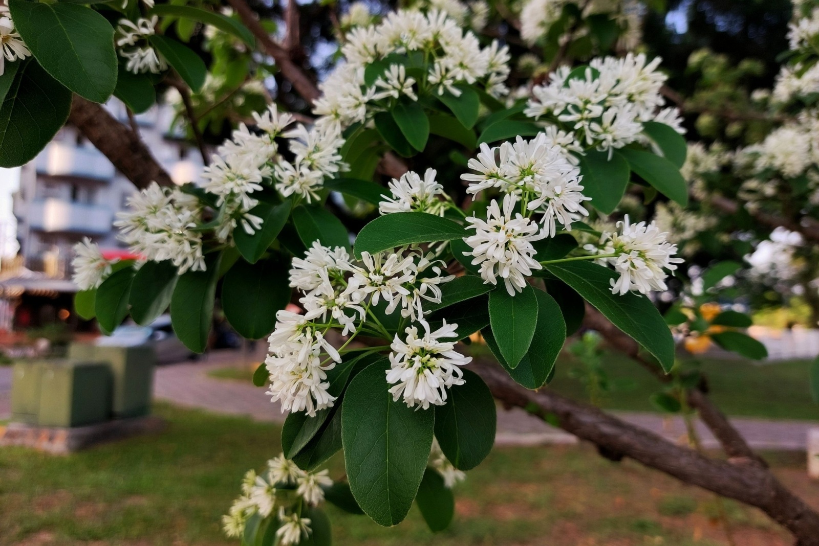 The Tree That Becomes A Magnet For Bees And Birds In Indiana Each September