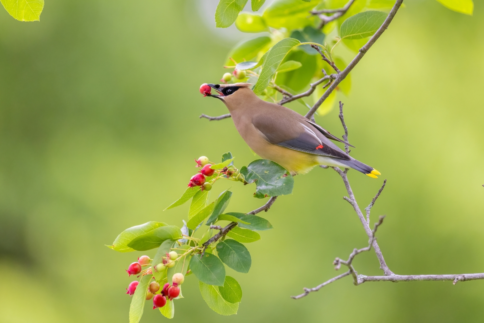 The Tree That Bees And Birds Can’t Resist In Minnesota