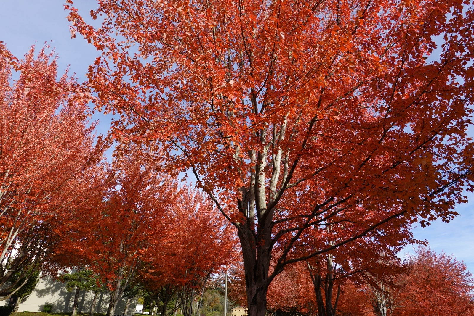 The Tree That Bees And Birds Can’t Resist This September In Colorado