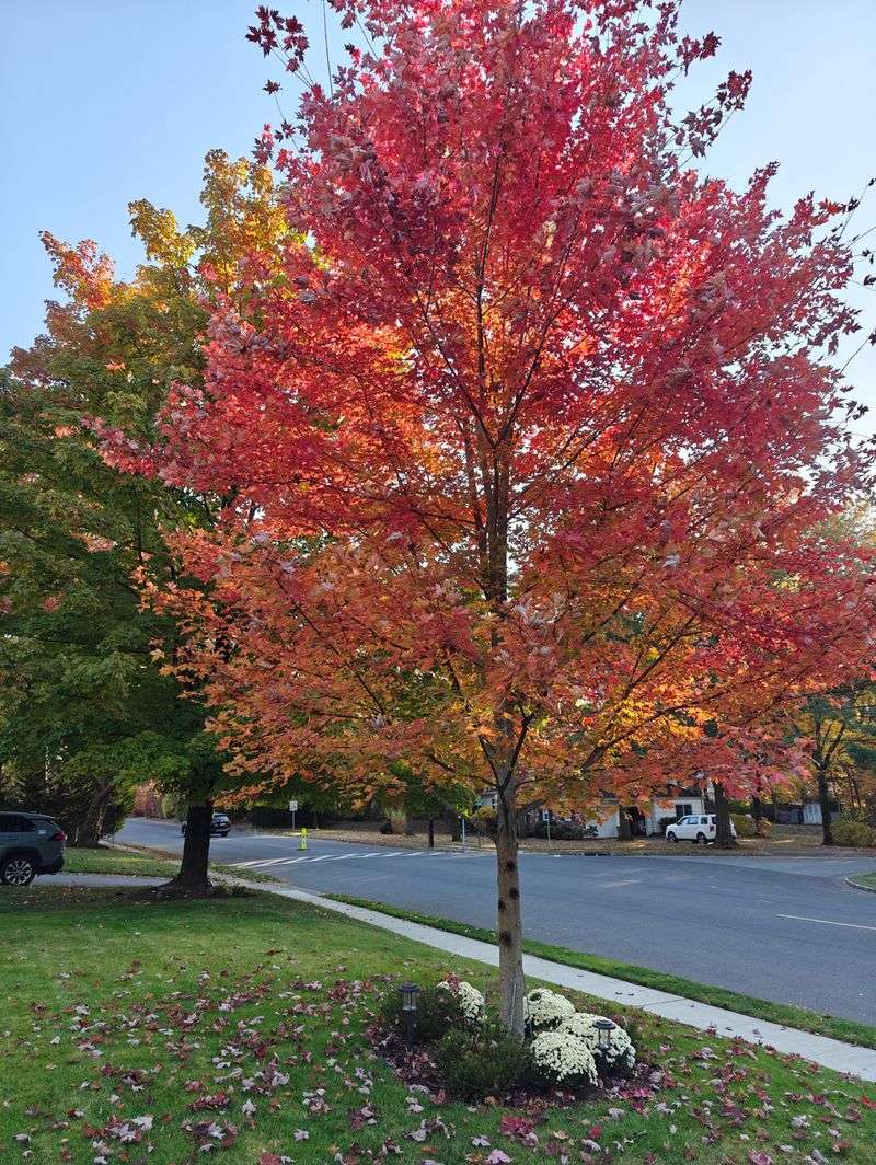 Nectar-Rich Fall Blooms