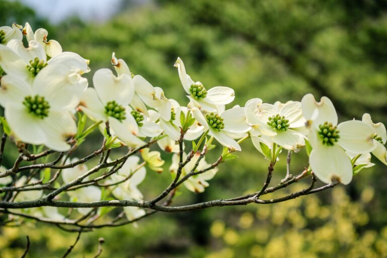 flowering dogwood