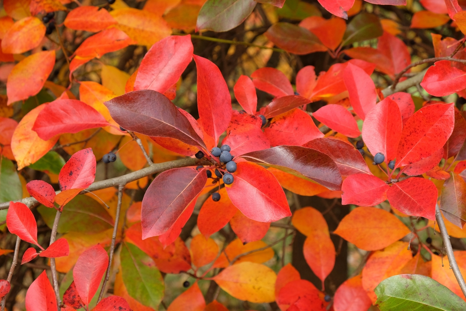 The Tree That Fills Michigan Gardens With Bees And Birds In September