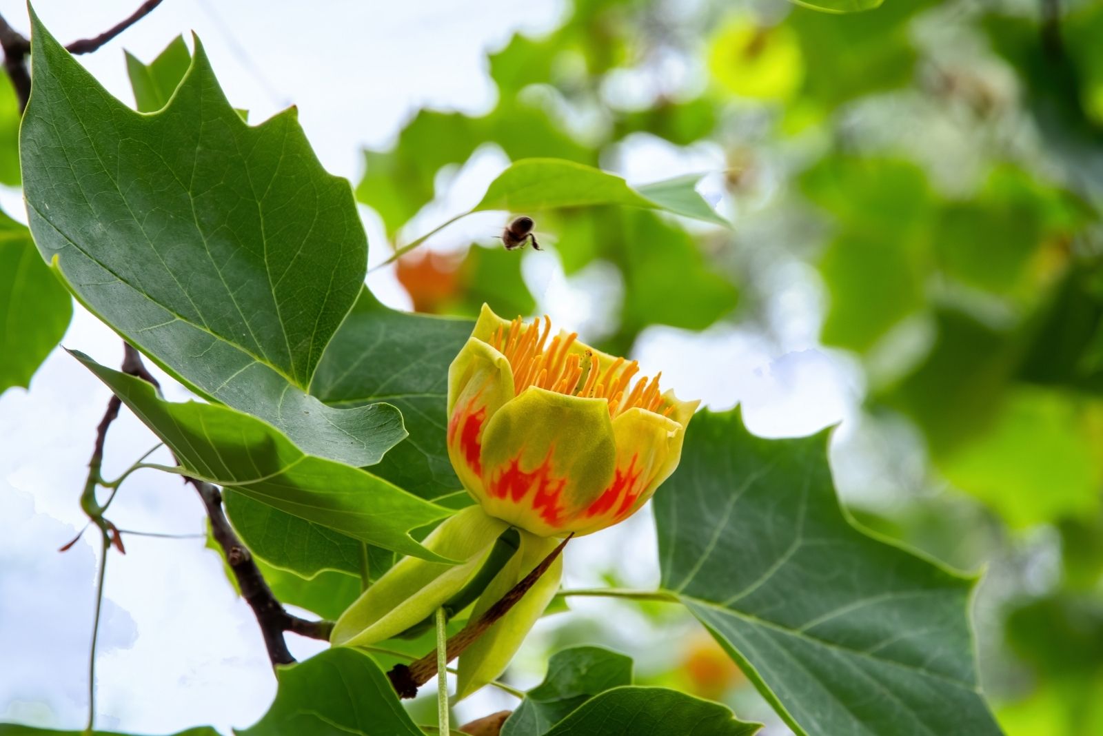 tulip poplar tree