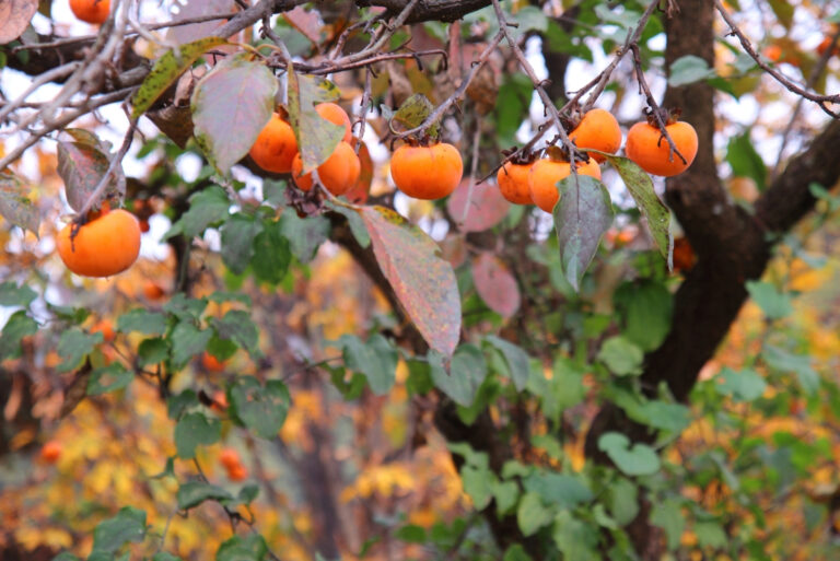 american persimmon (featured image)