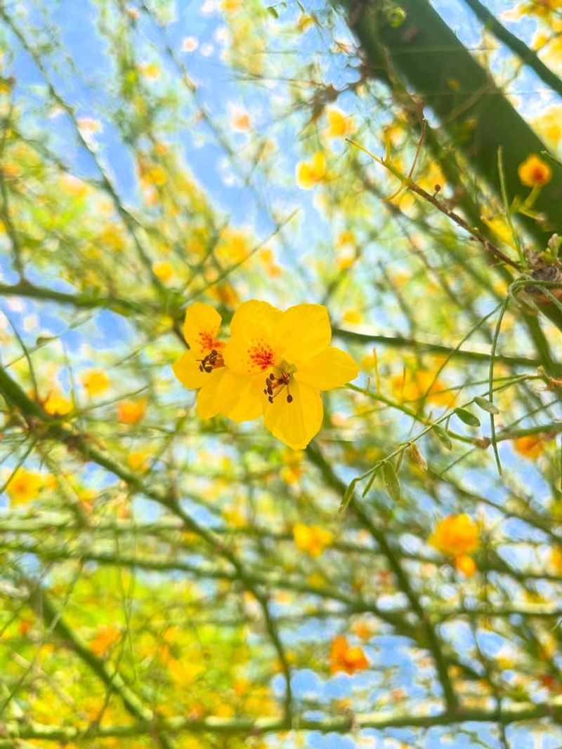 Bee Magnet Blooms