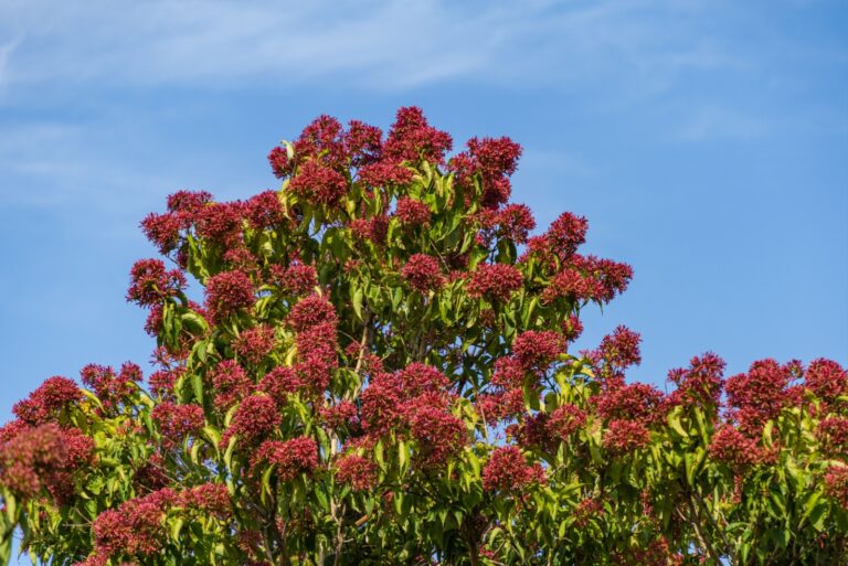 seven sons flower tree