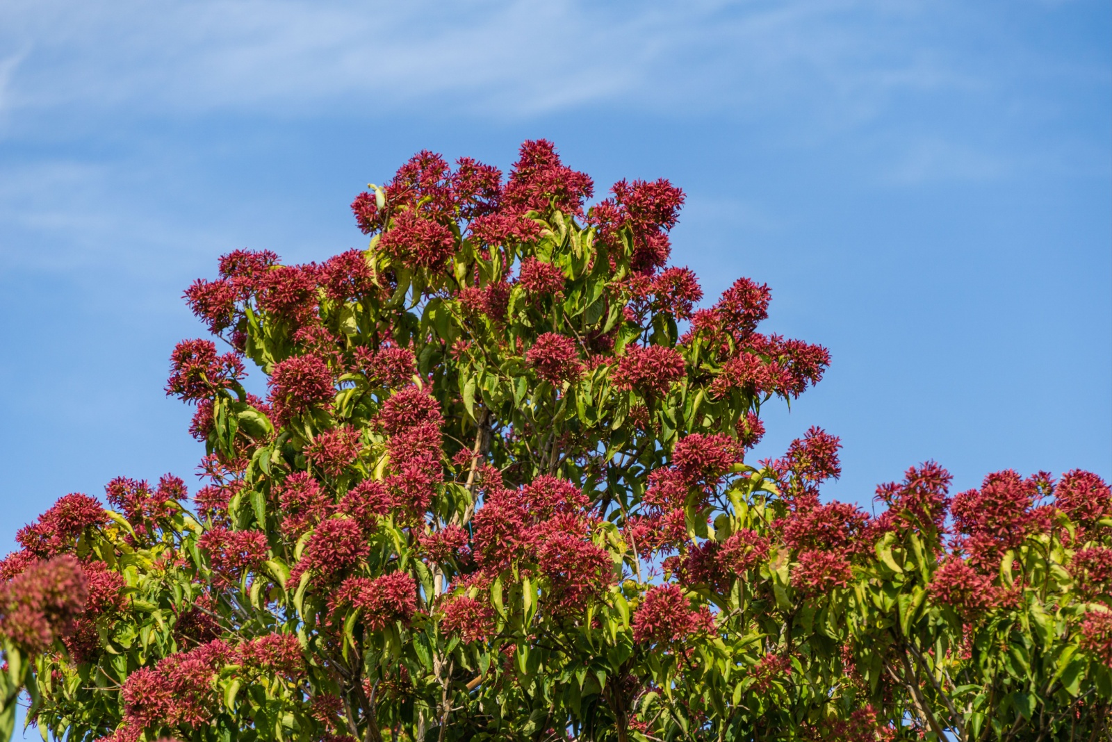 seven sons flower tree