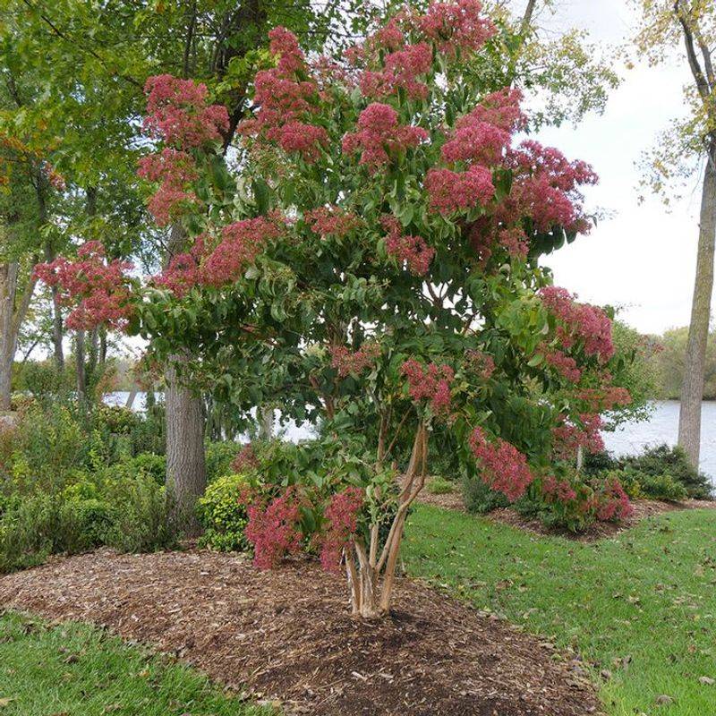 Spectacular Fall Blooms When Other Plants Have Finished