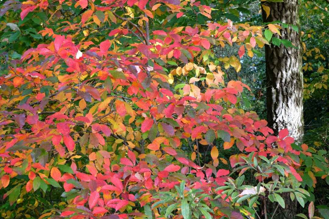 The Tree That Turns Louisiana Into A Bee And Bird Haven In October
