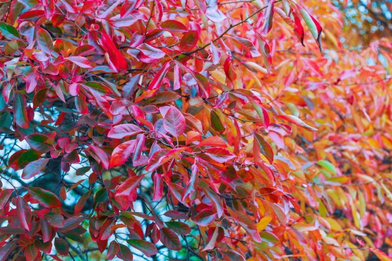 black tupelo tree foliage