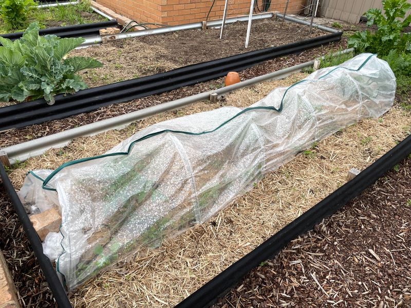 Low Tunnels