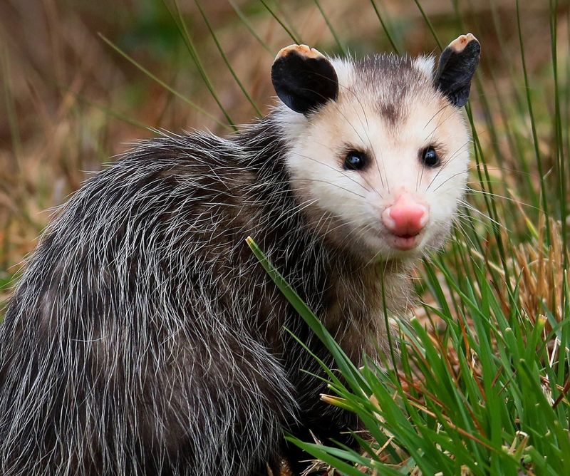 Possums Are Actually Quite Clean