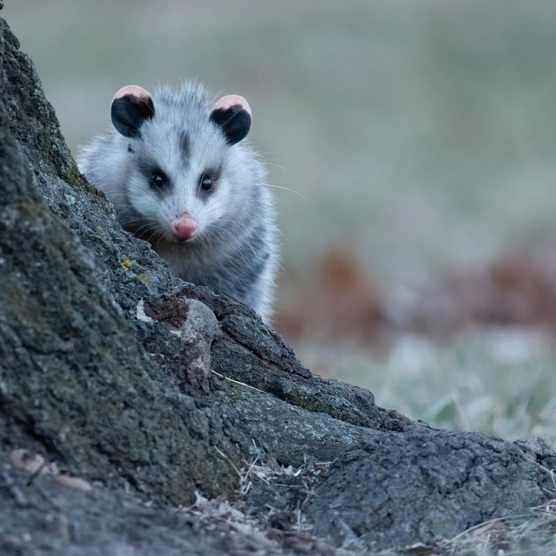 Maryland Law Protects Wildlife