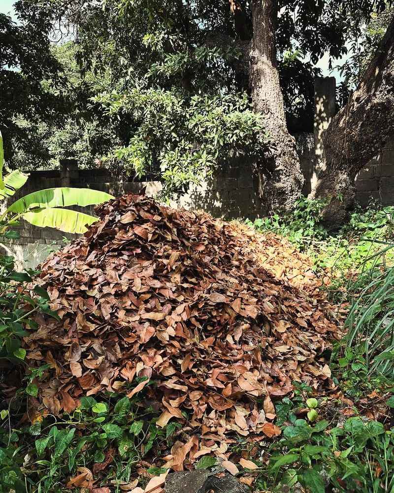 Create Garden Gold With Leaf Compost