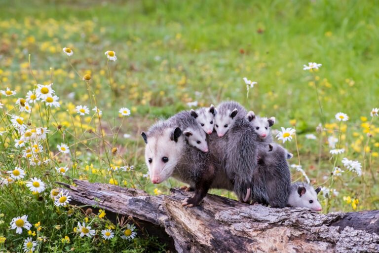 opossum with babies