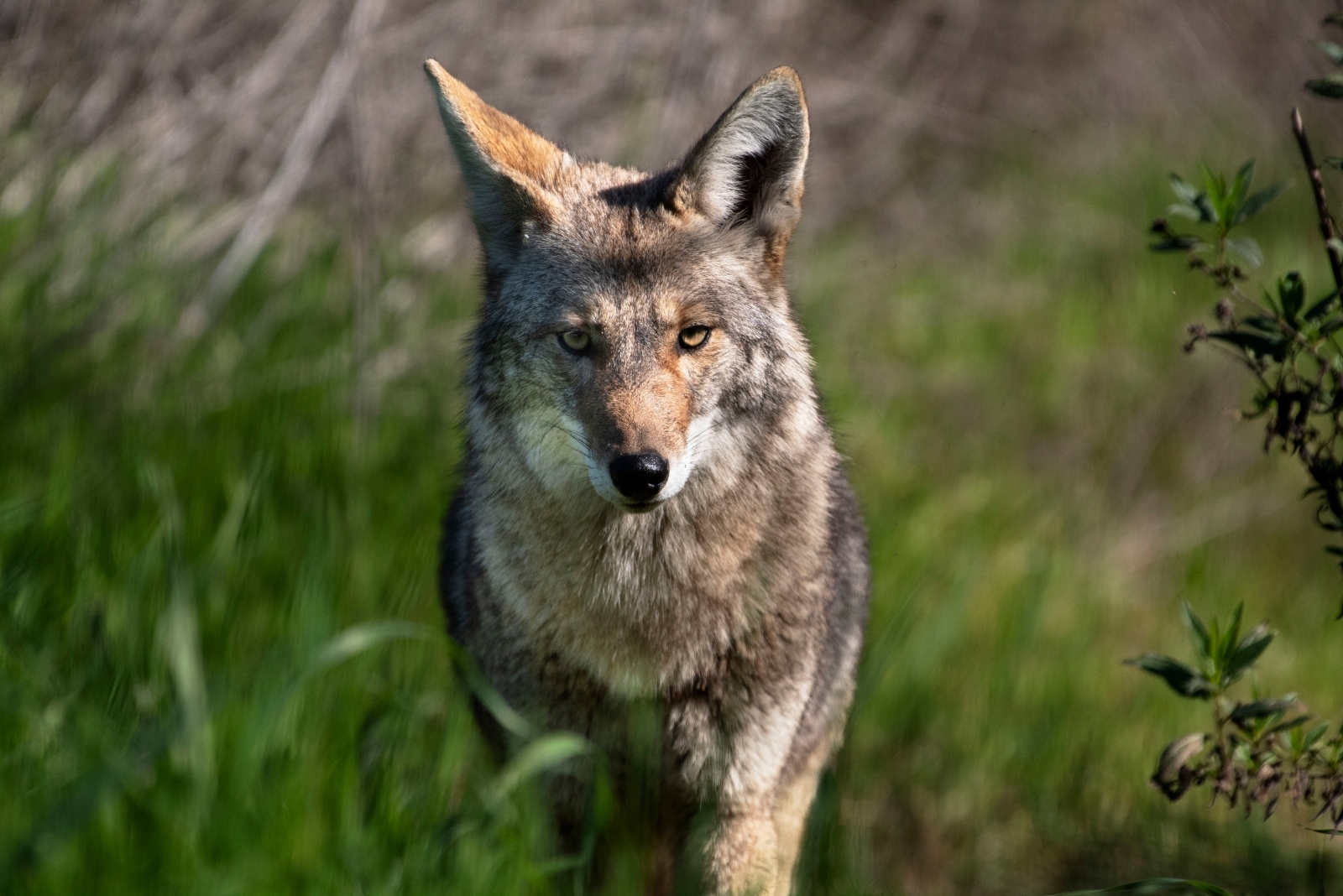 Things To Do If A Coyote Appears In Your Wisconsin Yard (And 3 Things To Avoid)