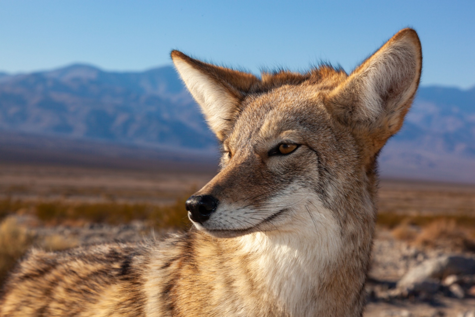 coyote