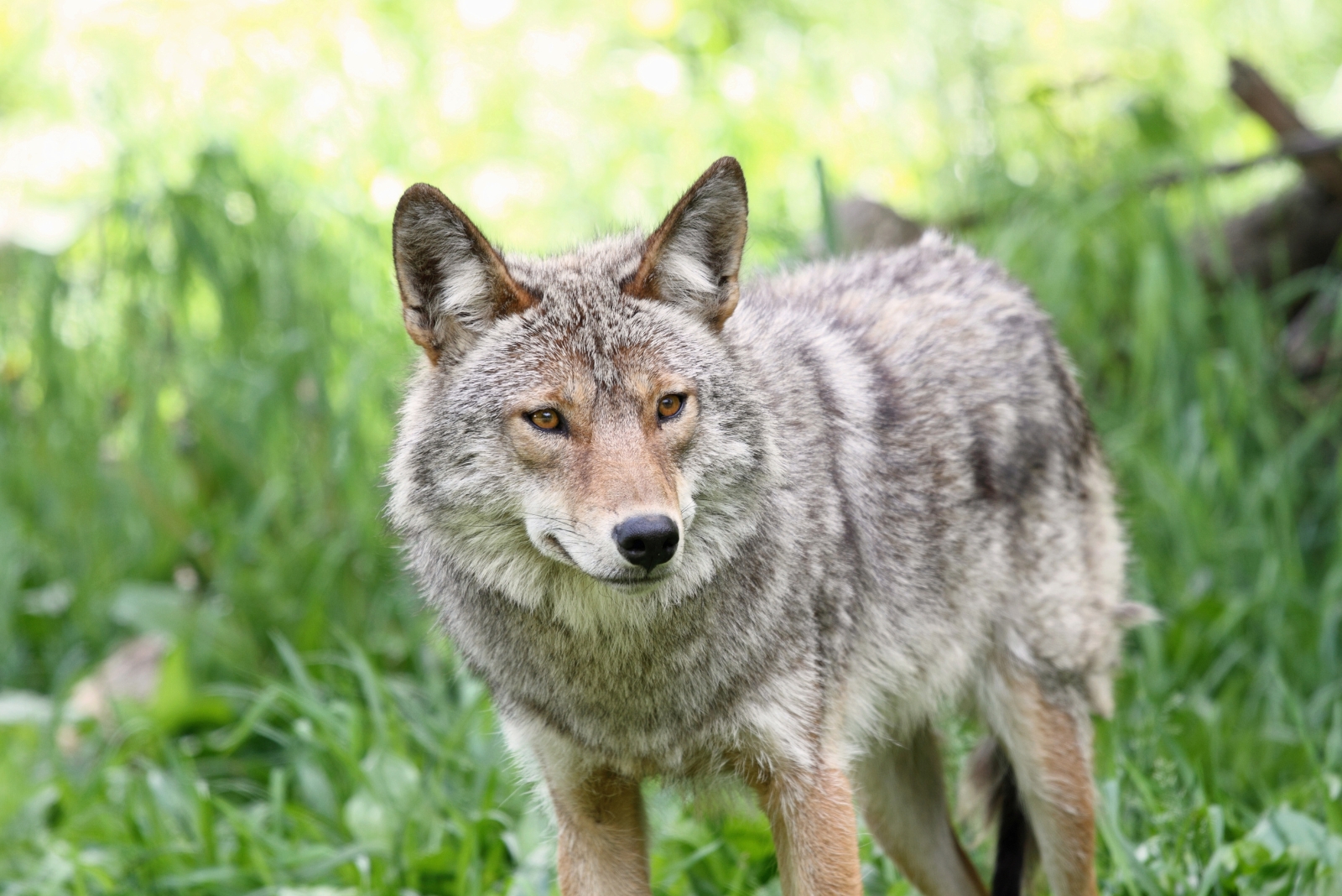 coyote in yard