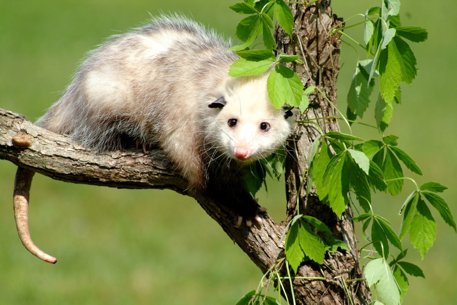 Think Twice Before Removing Possums From Your South Carolina Yard