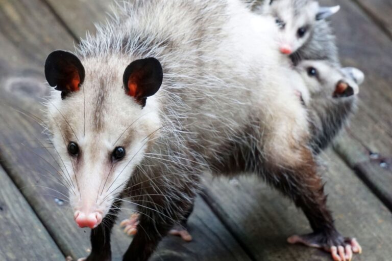 opossum with babies