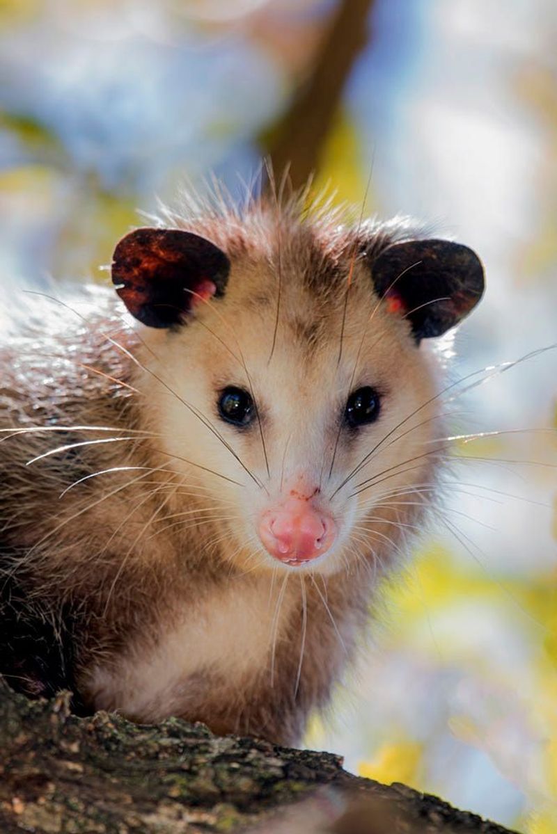 Nature's Pest Control Squad