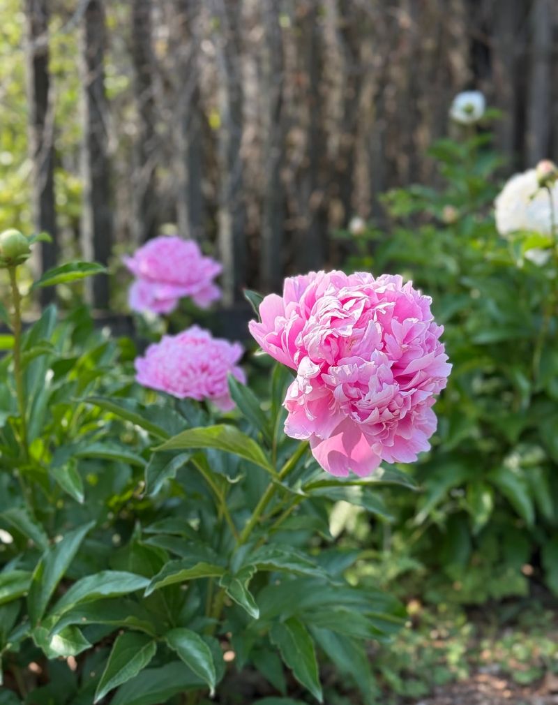 Peonies: Indiana's Heritage Flowers That Improve With Age