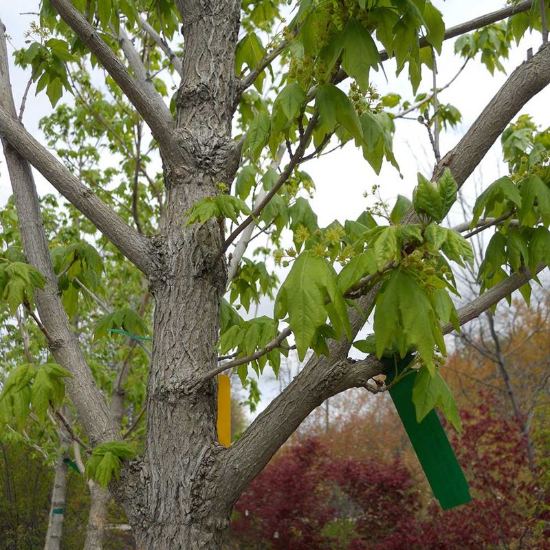 Miyabe Maple (Acer miyabei)