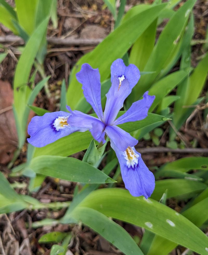Low Maintenance Flower Power