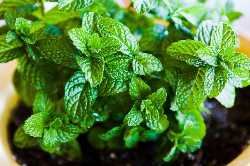 Mint: Contained Refreshment