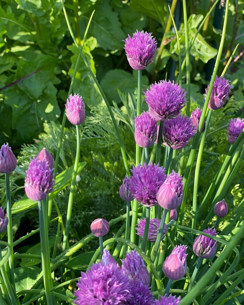 Chives: First To Emerge