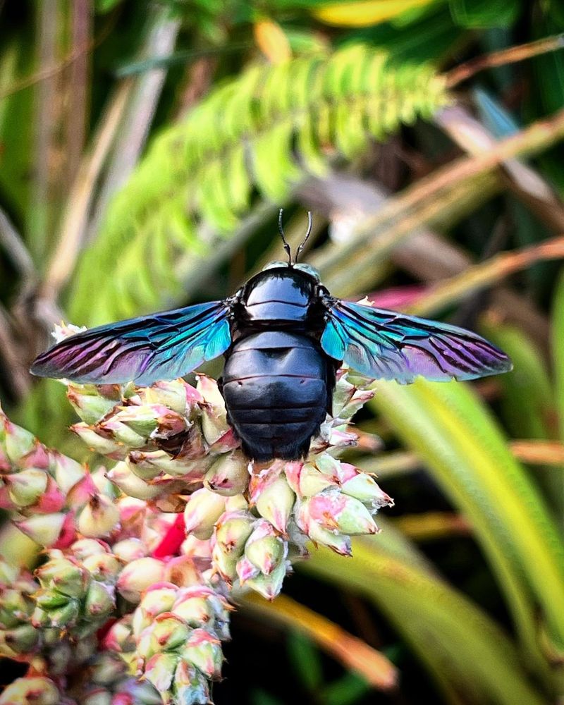 Carpenter Bee Wood Damage