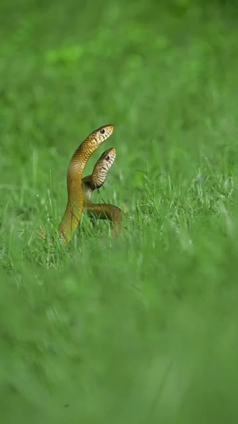 Snake Controllers