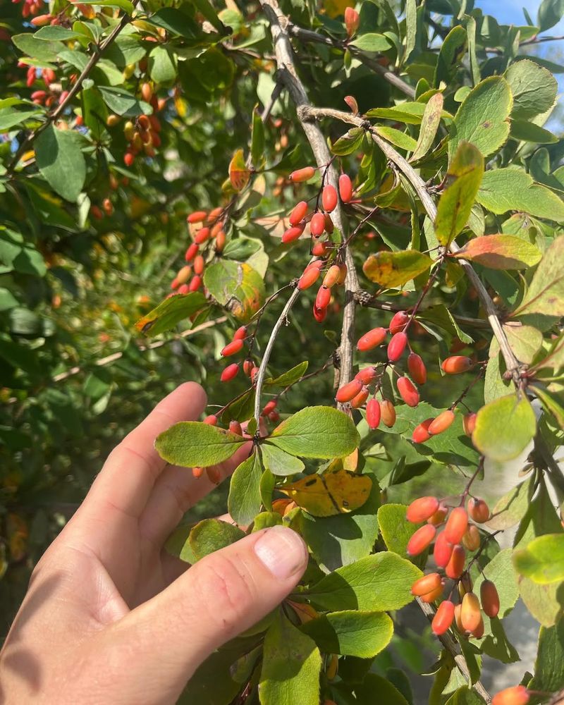 Berries Contain Harmful Compounds