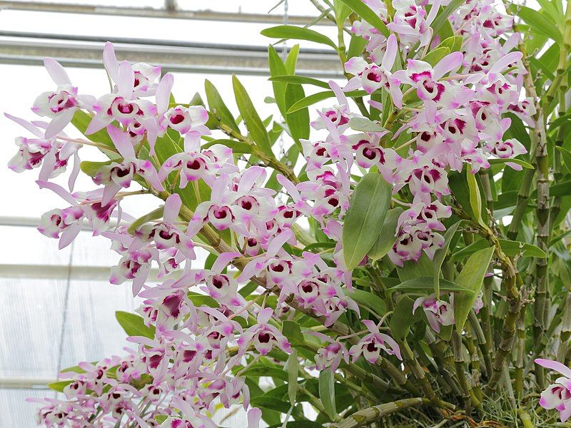 Dendrobium Orchids: Elegant Tree Dwellers