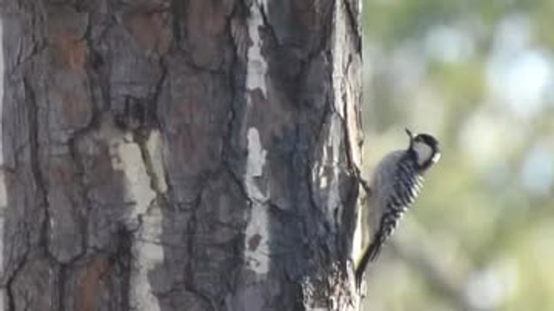 Wildlife Conservation Areas