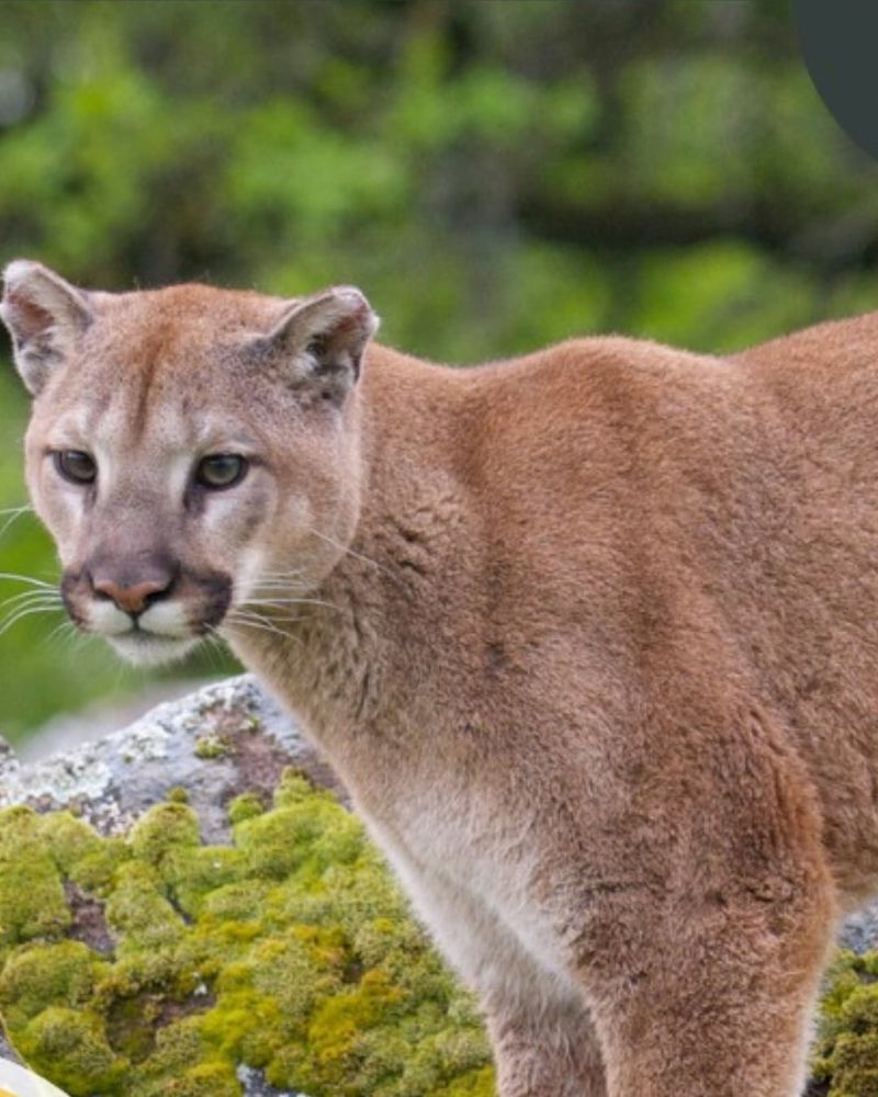 Wildlife Habitat Protection