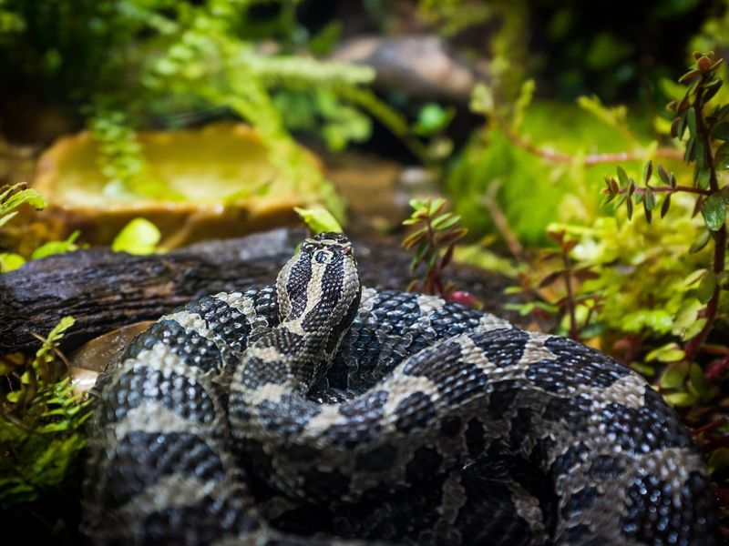 Eastern Massasauga Rattlesnake
