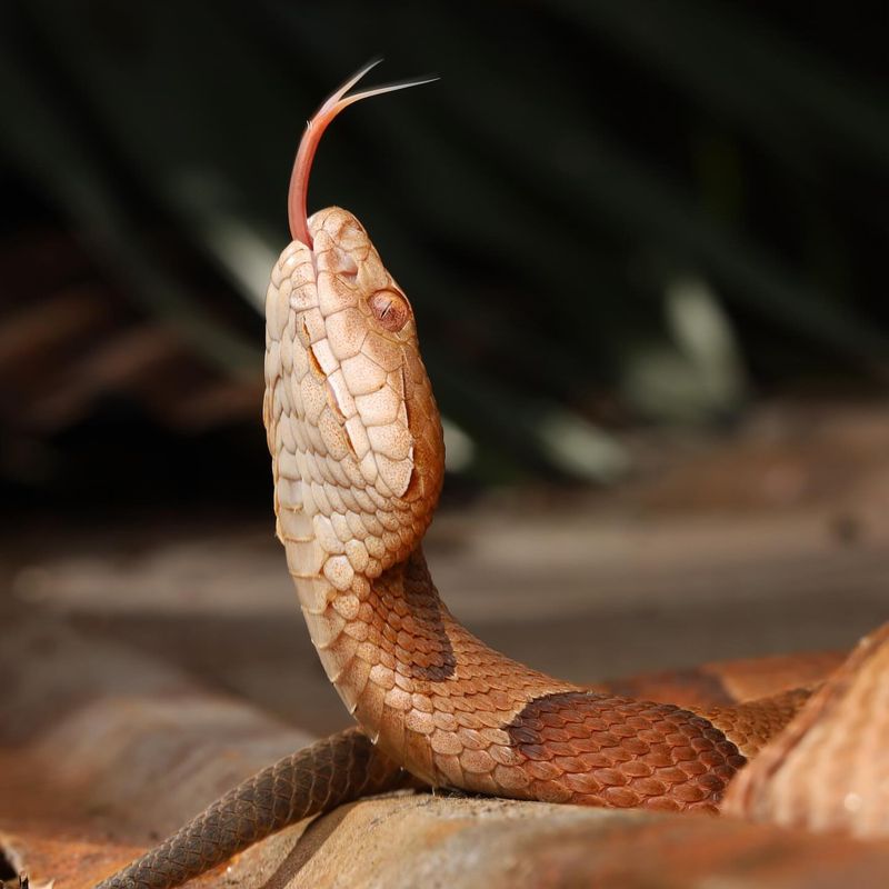 Copperhead Snake