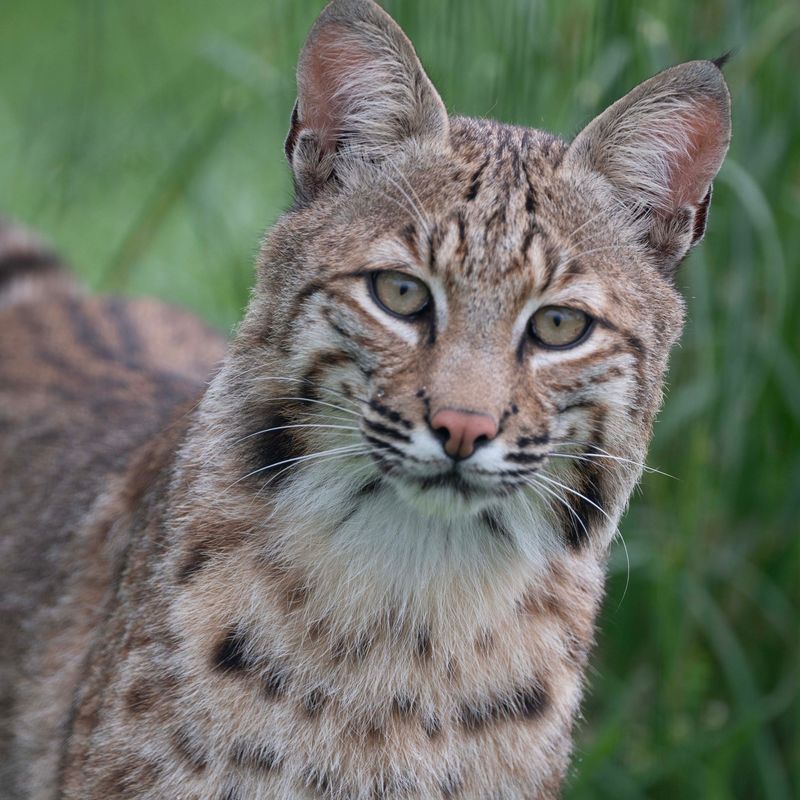 Bobcat