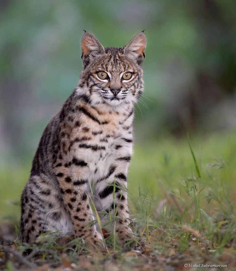 Bobcats: Elusive Woodland Neighbors