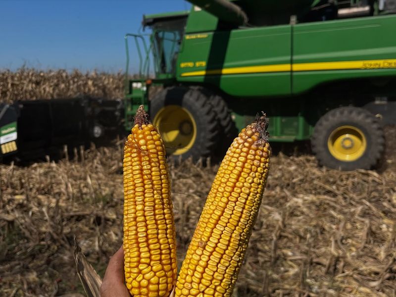 Plan Your Grain Storage Strategy Early