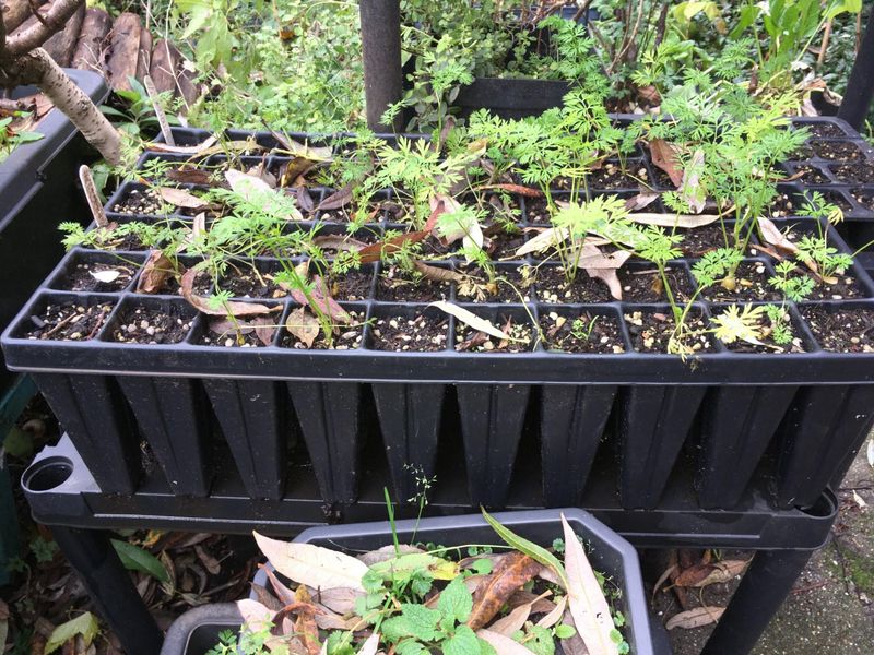 Prepare Loose, Sandy Soil