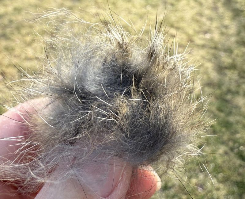 Hair and Feather Clues