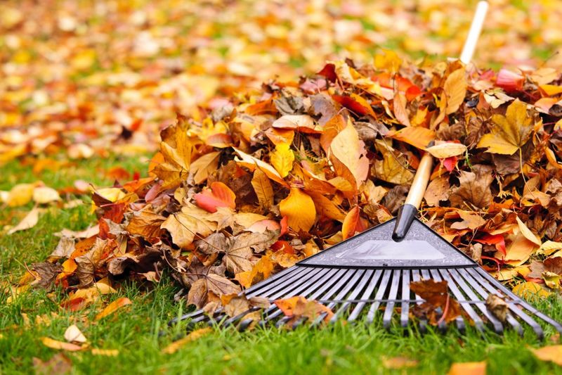 Mulching Leaves Instead Of Bagging