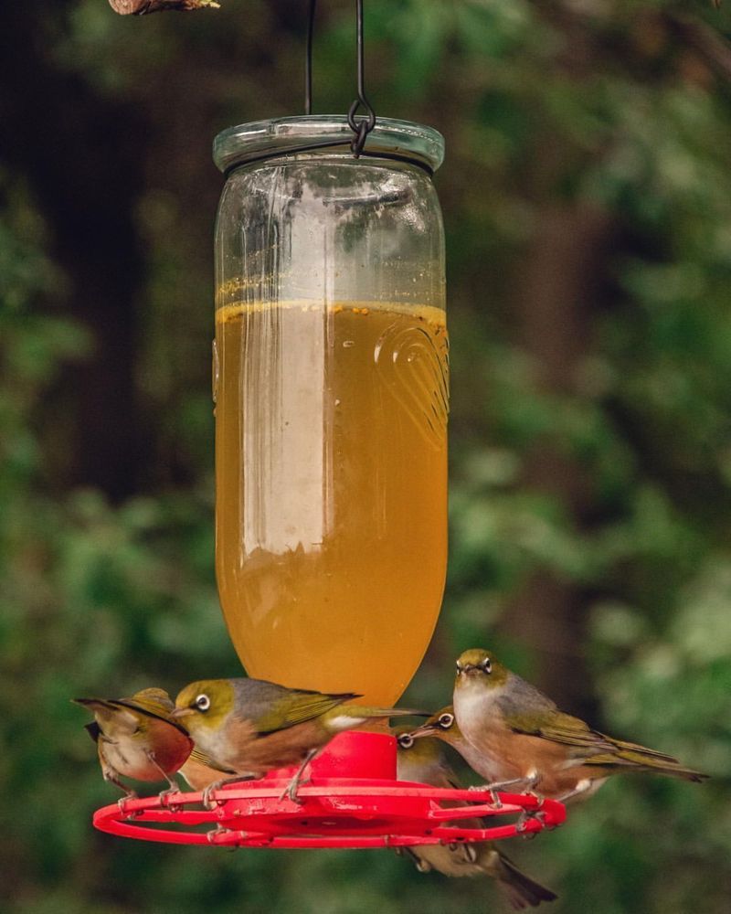 Mason Jar Feeder-House Combo