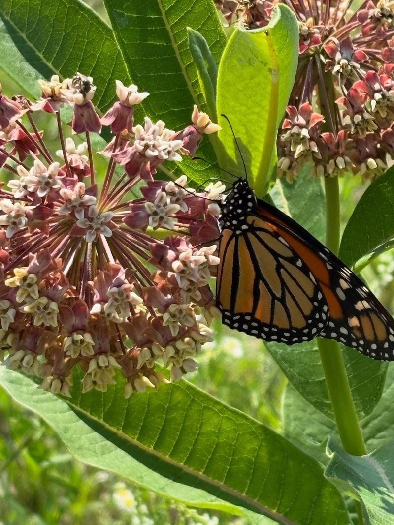 Monarch Butterflies In Decline