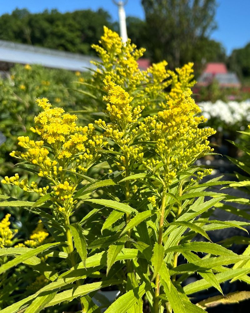 Goldenrod