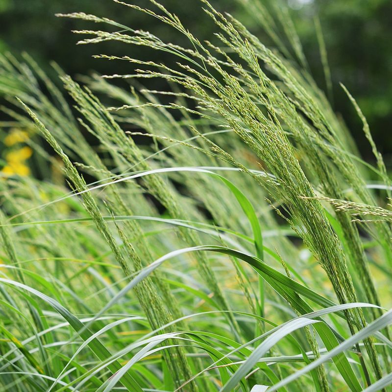 Switchgrass