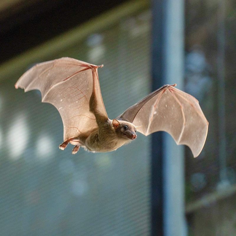 Bats Control Mosquitoes And Moths